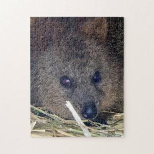 Quebra-cabeça Quokka