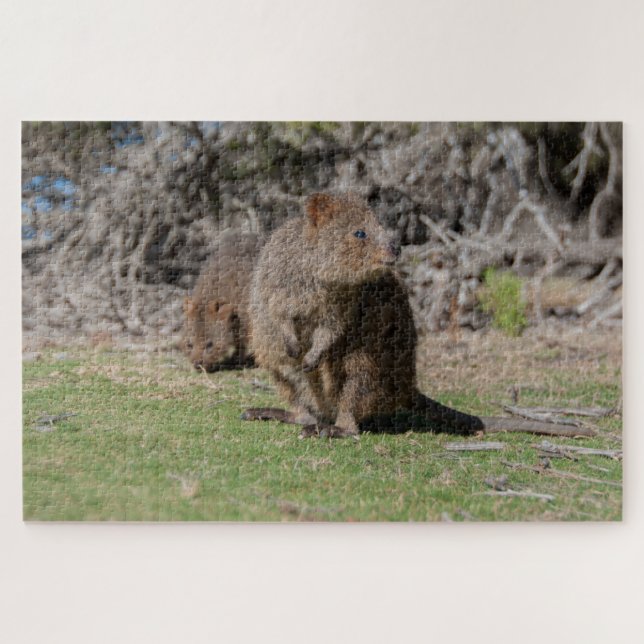 Quebra-cabeça Quokkas Rottnest Island Feliz e Bonito, 1014 peças (Horizontal)