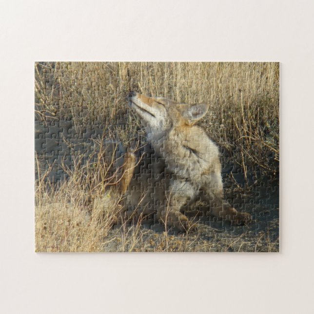 Quebra-cabeça R17 Coyote Coçando (Horizontal)