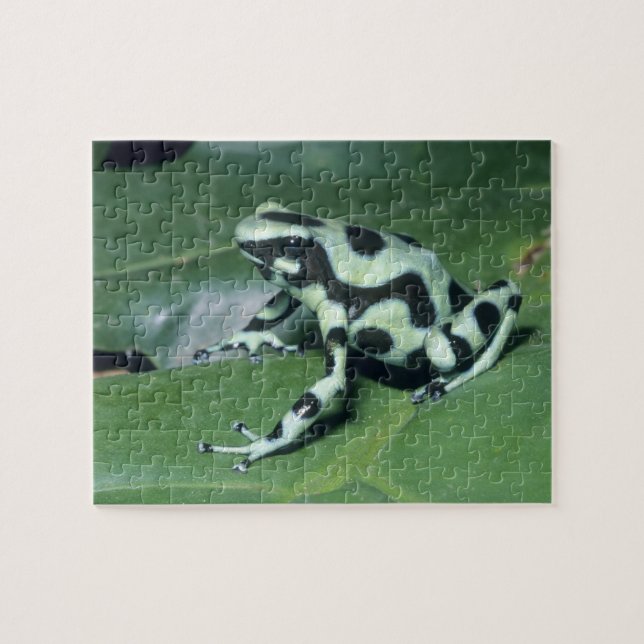 Quebra-cabeça Rã venenosa, (Dendrobates auratus) Cahuita (Horizontal)