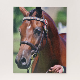 Quebra-cabeça Raça Árabe Equestre Árabe Equestre