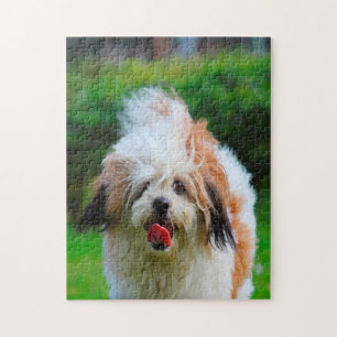 Quebra-cabeça Raça de Cão Lhasa Apso.