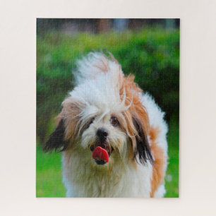 Quebra-cabeça Raça de Cão Lhasa Apso.