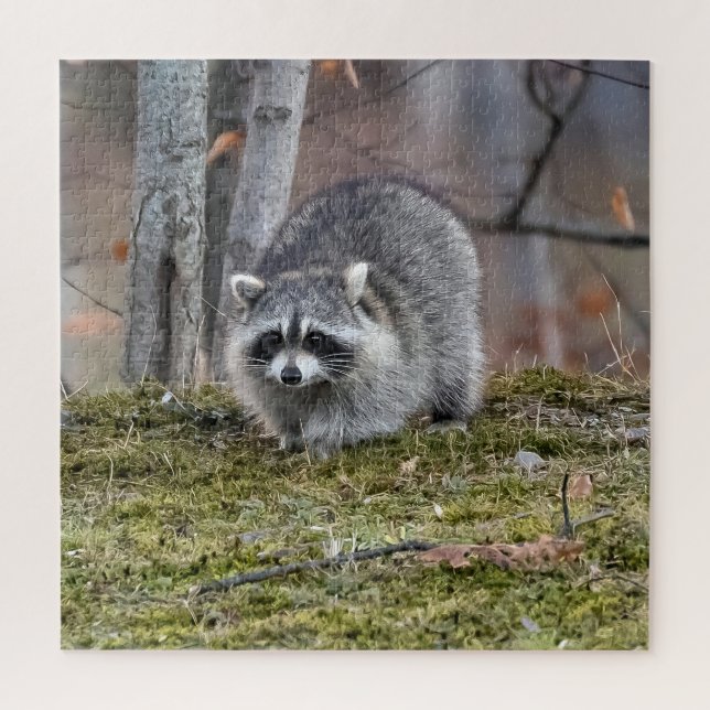 Quebra-cabeça Raccoon (Vertical)