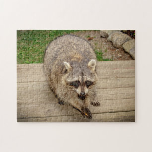 Quebra-cabeça Raccoon com chip