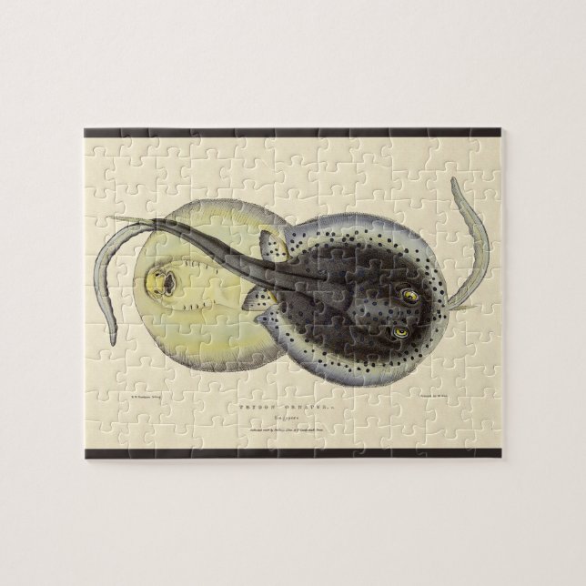 Quebra-cabeça Raias Pontilhadas, Animais Marinhos Antigos (Horizontal)