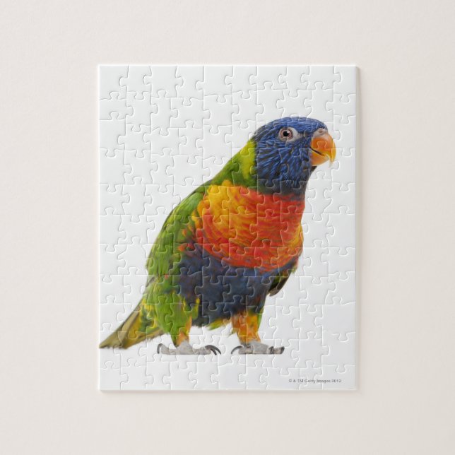 Quebra-cabeça Rainbow Lorikeet fêmea - Trichoglossus (Vertical)