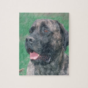 Quebra-cabeça rajado do cão de Masstiff