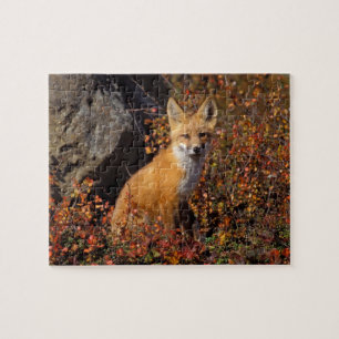 Quebra-cabeça raposa-vermelha, Vulpes vulpes, em cores de outono