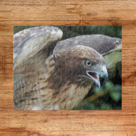 Quebra-cabeça Raptor Hawk de cauda vermelha