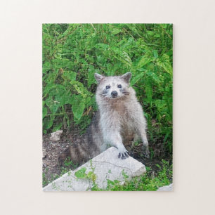 Quebra-cabeça Raras Cinzas Haired Raccoon Wild Animal Jigsera Qu