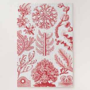 Quebra-cabeça Red Alga Sea, Florideae Rotalgen por Ernst Haeckel