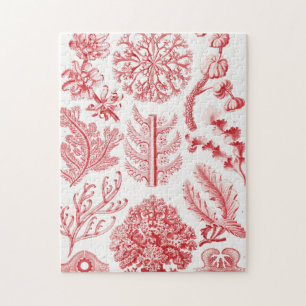 Quebra-cabeça Red Alga Sea, Florideae Rotalgen por Ernst Haeckel