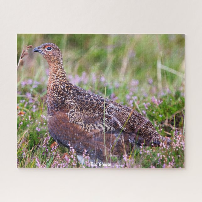 Quebra-cabeça Red Grouse (Horizontal)