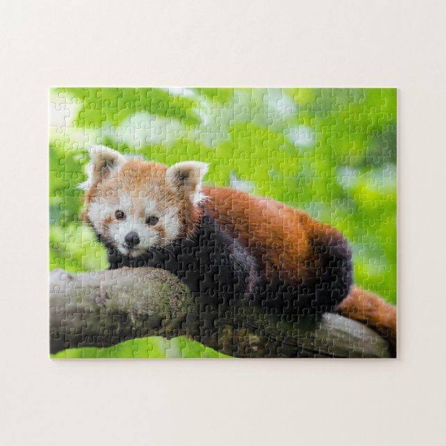 Quebra-cabeça Red Panda (Horizontal)