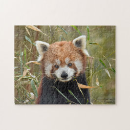 Quebra-cabeça Red Panda