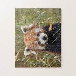Quebra-cabeça Red Panda 