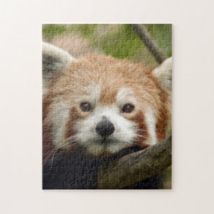 Quebra-cabeça red-panda-010