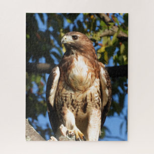 Quebra-cabeça Red Tail Hawk, Pássaro De Pé