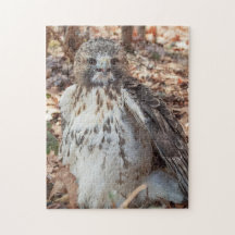 Red Tailed Hawk Dobrado
