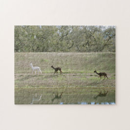 Quebra-cabeça - Reflexões do Alpaca