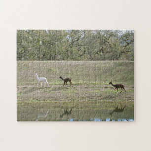 Quebra-cabeça - Reflexões do Alpaca