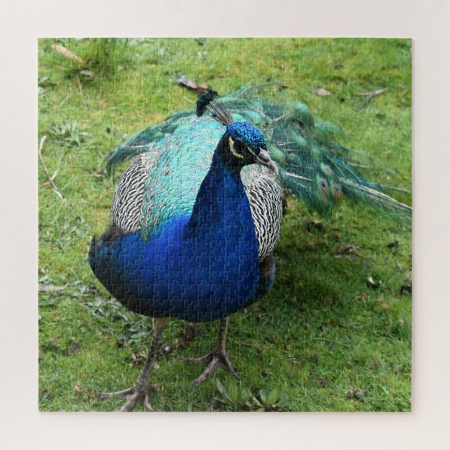 Quebra-cabeça Regal Peacock Power (Vertical)