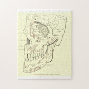 Quebra-cabeça Região de Anterolateral da anatomia do vintage do