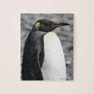 Quebra-cabeça Rei pinguim, planície de Salisbúria, Geórgia su