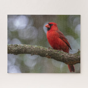 Quebra-cabeça Retrato cardinal