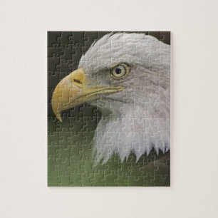 Quebra-cabeça Retrato de Águia Americana Adulta, Haliaeetus