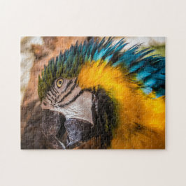 Quebra-cabeça Retrato de arara azul e amarela