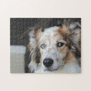 Quebra-cabeça Retrato de Cão-de-Shepherd Australiano