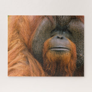 Quebra-cabeça Retrato de Orangutango Macho, Geórgia, EUA