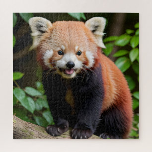 Quebra-cabeça Retrato de um Panda Vermelho Cute