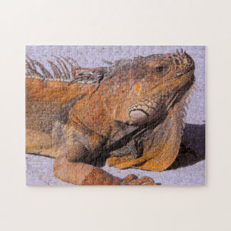 Quebra-cabeça Retrato do Iguana