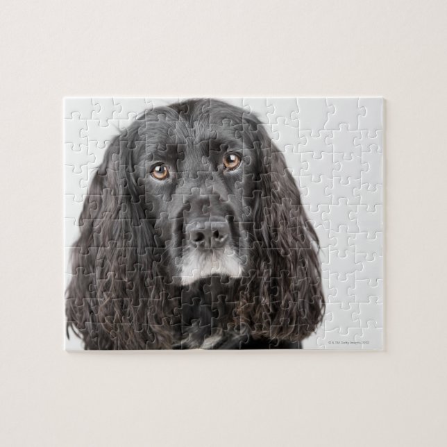Quebra-cabeça Retrato estúmulo de spaniel (Horizontal)