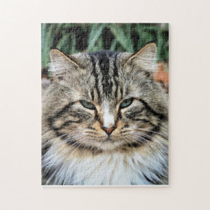 Quebra-cabeça Retrato Sgolis da Fotografia Desafiadora de Gato