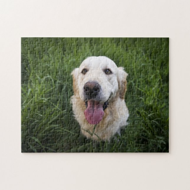 Quebra-cabeça Retriever de Ouro sorridente (Horizontal)