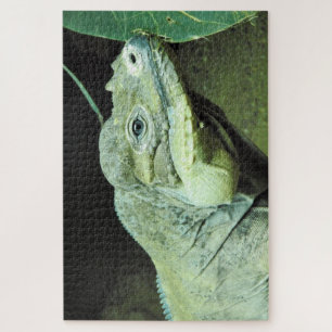 Quebra-cabeça Rhinoceros Iguana