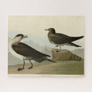 Quebra-cabeça Richardson's Jager das Aves da América de Audubon