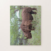 Rinoceronte Negro com Vitelo