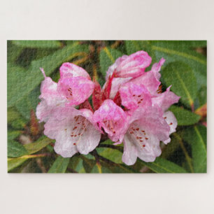 Quebra-cabeça Rododendro Rosa, Dandenong Ranges, Austrália