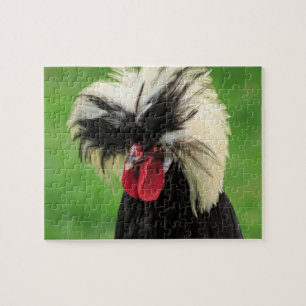 Quebra-cabeça Rooster Polonês Engraçado