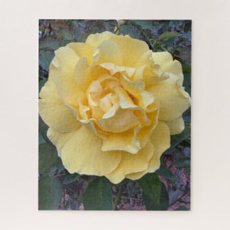 Quebra-cabeça Rosa Amarela, Oakland