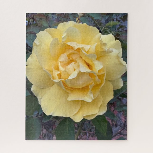 Quebra-cabeça Rosa Amarela, Oakland (Vertical)