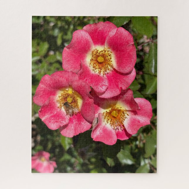 Quebra-cabeça Rosa de Arbusto de Pétala Única Rosa, San Mateo (Vertical)