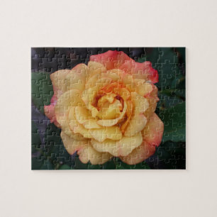 Quebra-cabeça Rosa de Paz Belo Rosa e Amarelo Floral