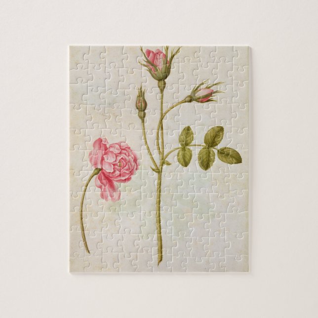 Quebra-cabeça Rosa do rosa, c.1568 (Vertical)