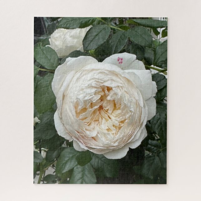 Quebra-cabeça Rosa Inglesa Creme, São Francisco (Vertical)